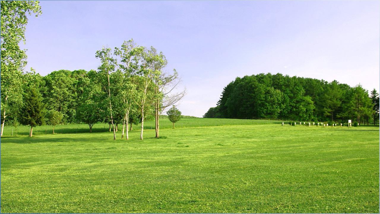 Artificial Landscape Grass