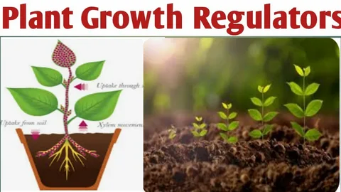 Plant Growth Regulators: Catalysts of Modern Agriculture