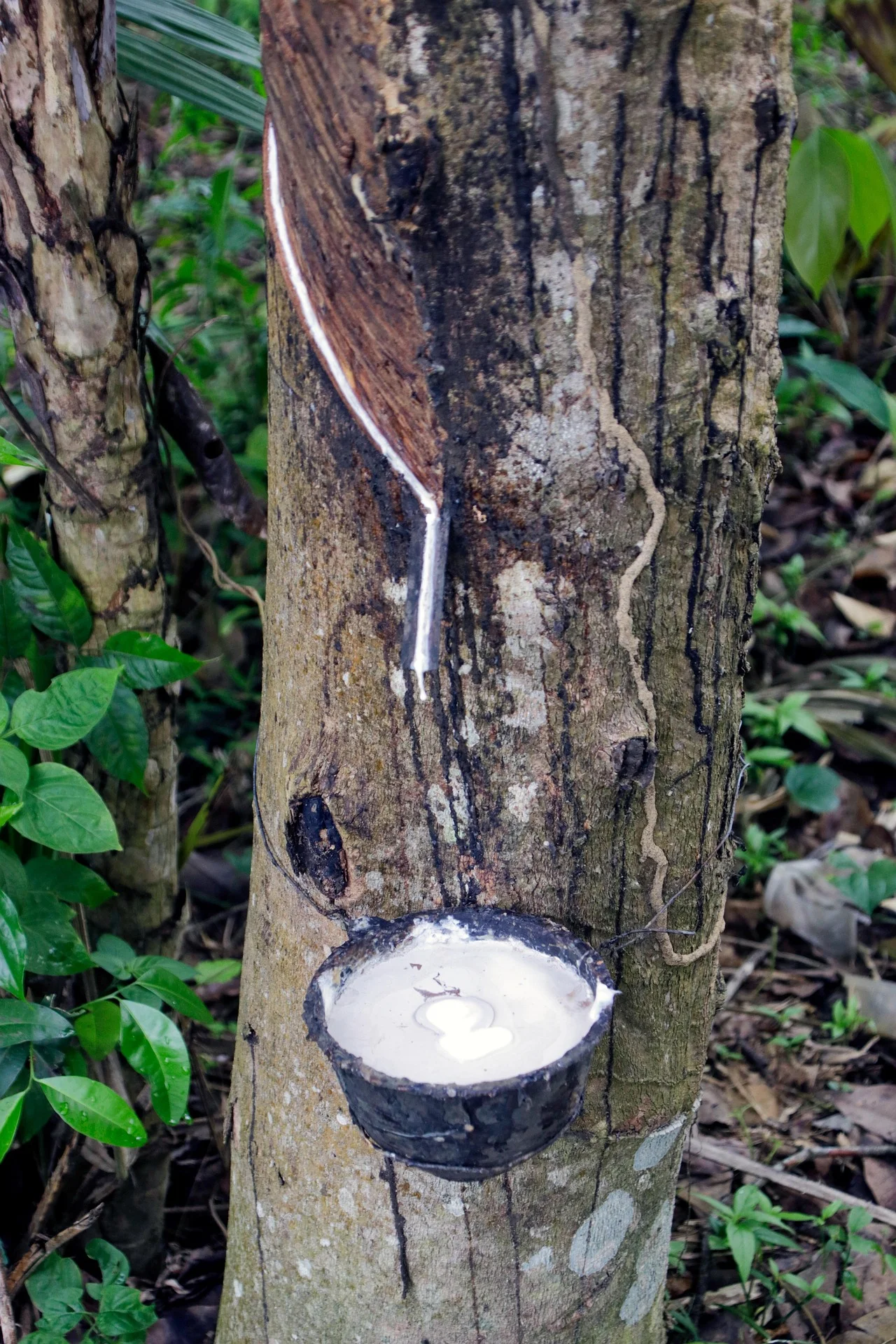 Rubber Knowledge-Natural Rubber