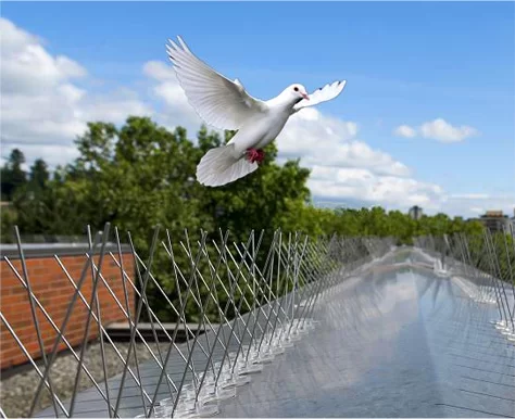 Stainless Bird Spikes