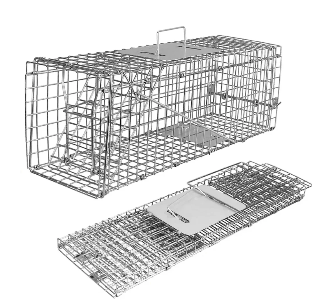 Baiting Strategies for Humane Squirrel Traps