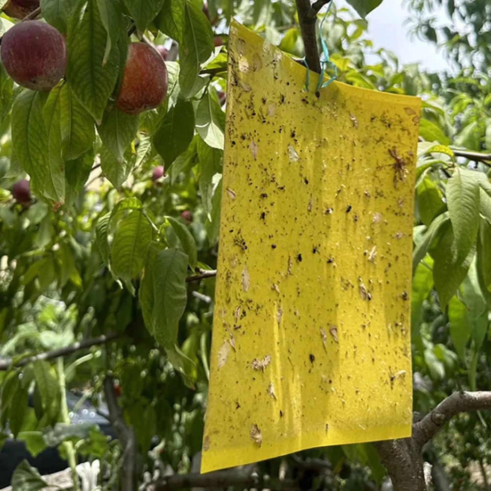 ​Bulk Solutions: Choosing the Right Sticky Trap for Bugs from Suppliers