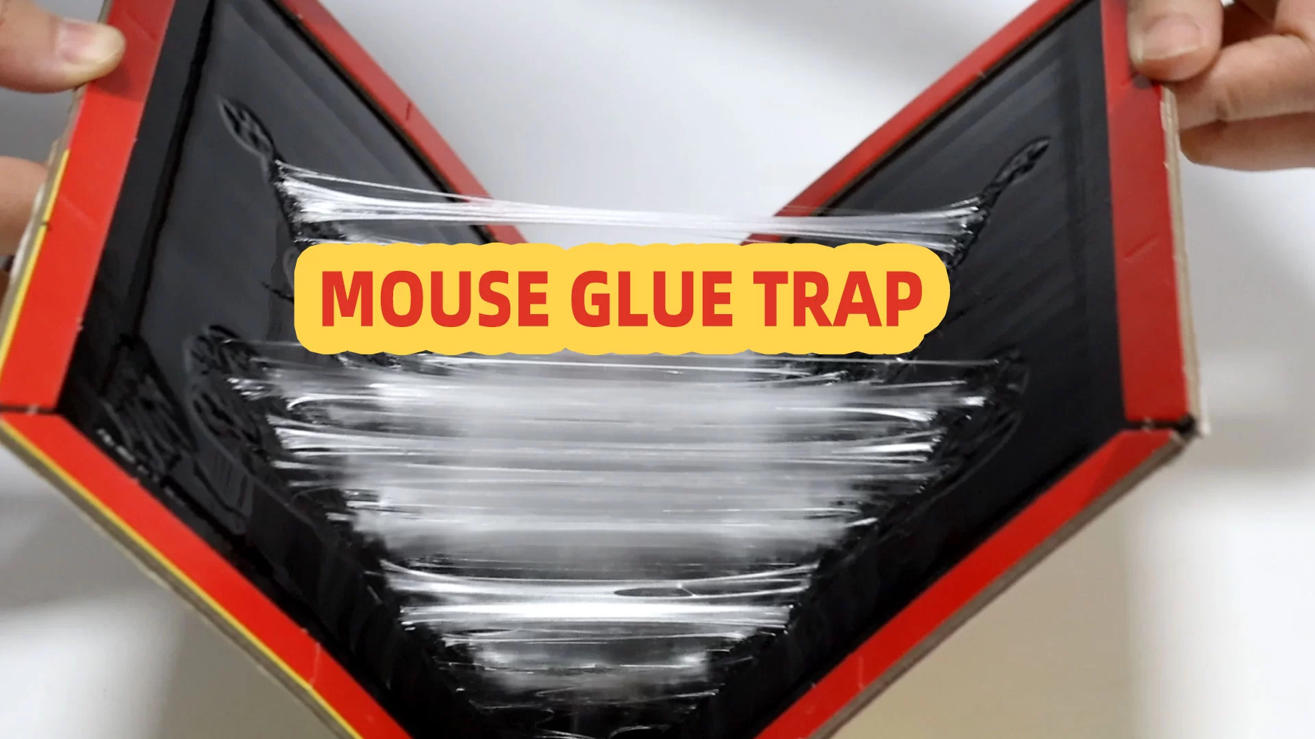 How to Use Mouse Glue Traps Effectively