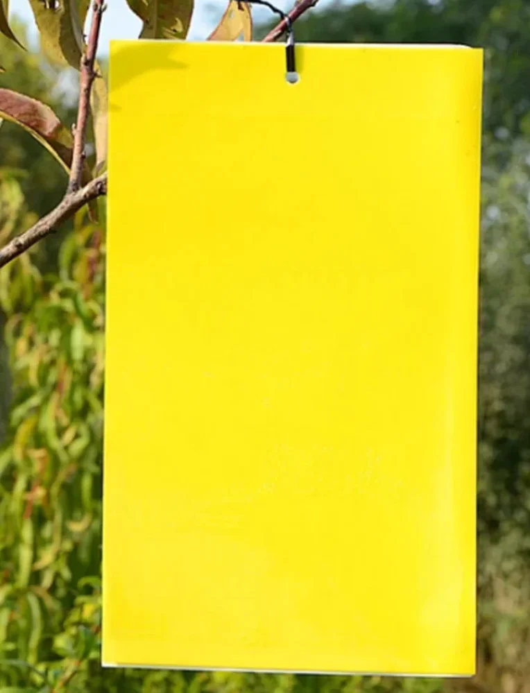 Sticky traps catch flying bugs