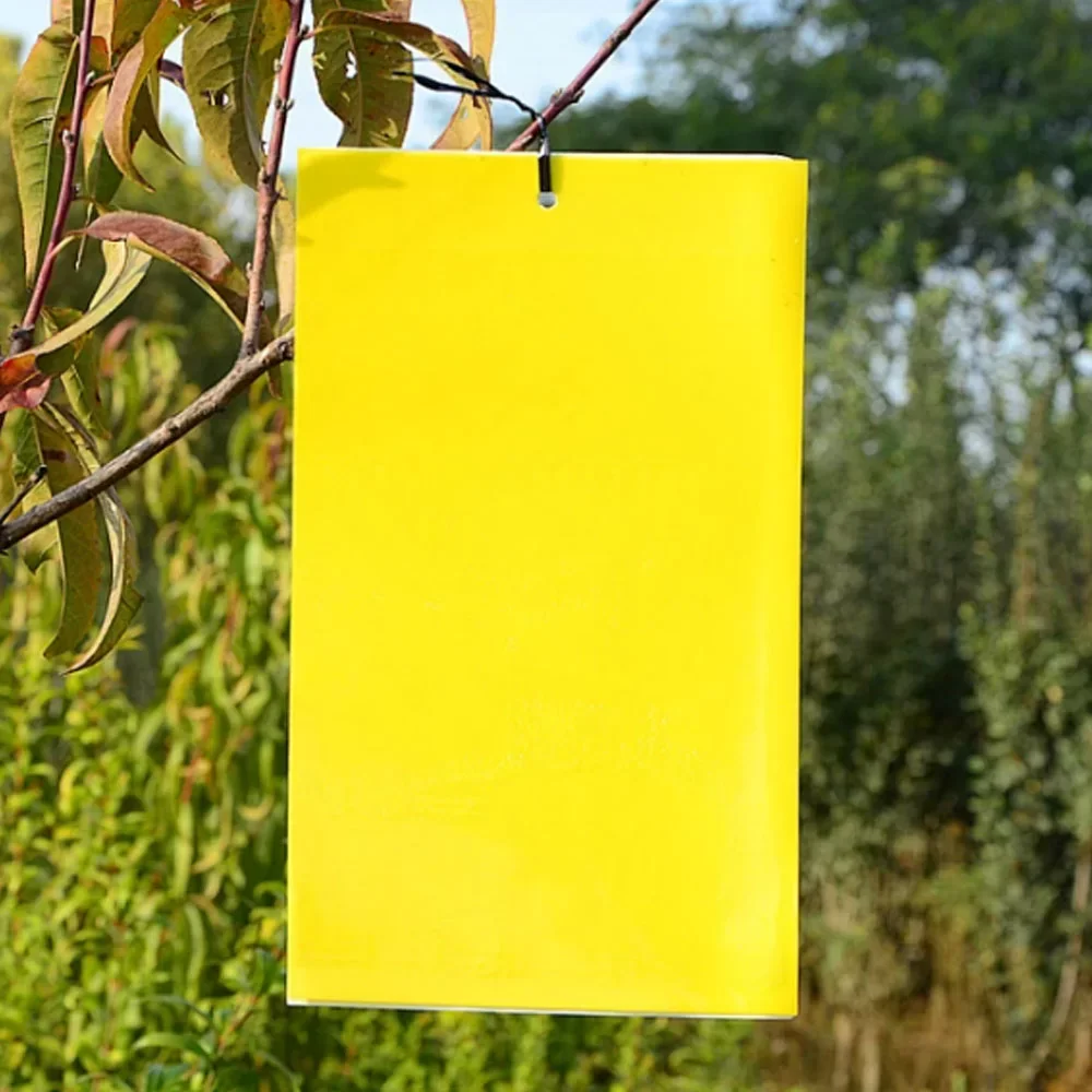 ​Sticky Trap Solutions: The Ultimate Guide to Sticky Trap for Bugs