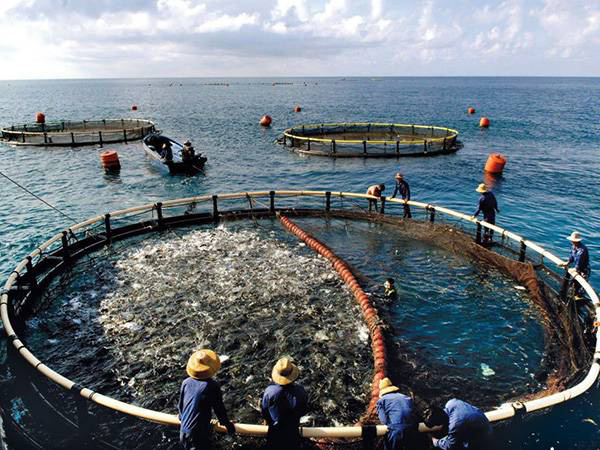 PET-material-Aquaculture-HGTO-KIKKONET-Nettings-DETAILS1