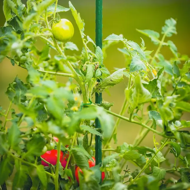 Vegetable Tomato Stand Ring Stake