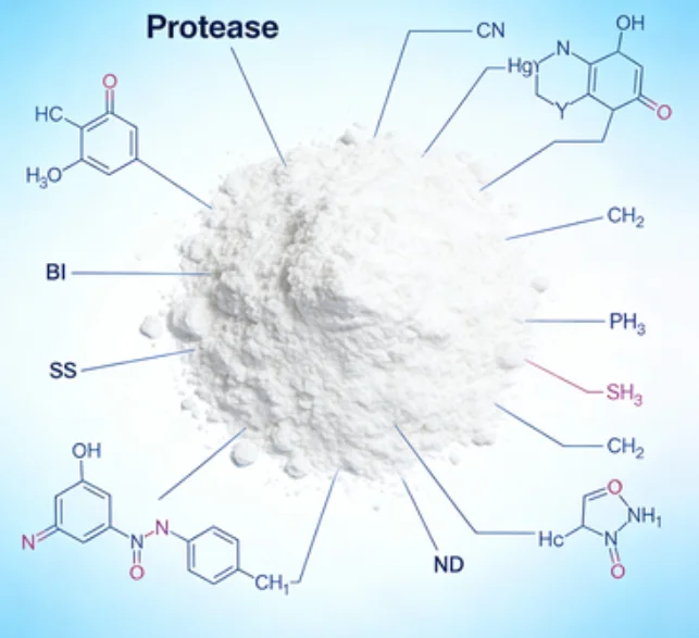 Protease/Lipase