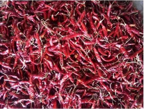 L'origen dels pebrots