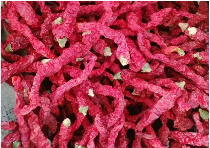 L'origen dels pebrots