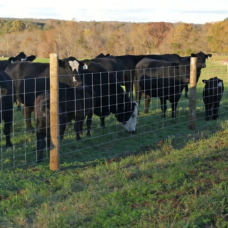 HighTensile Field Fence with TY Posts from China Factory Suppliers HighTensile Field Fence with TY Posts from China Factory Suppliers