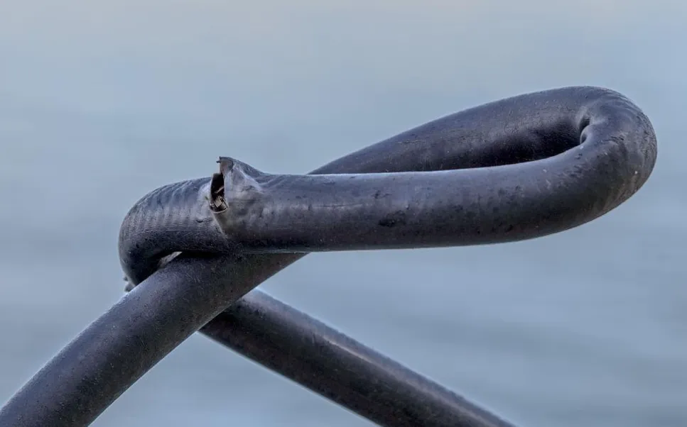 High Pressure Hydraulic Hose Failures: A Comprehensive Guide to Causes, Solutions, and Prevention