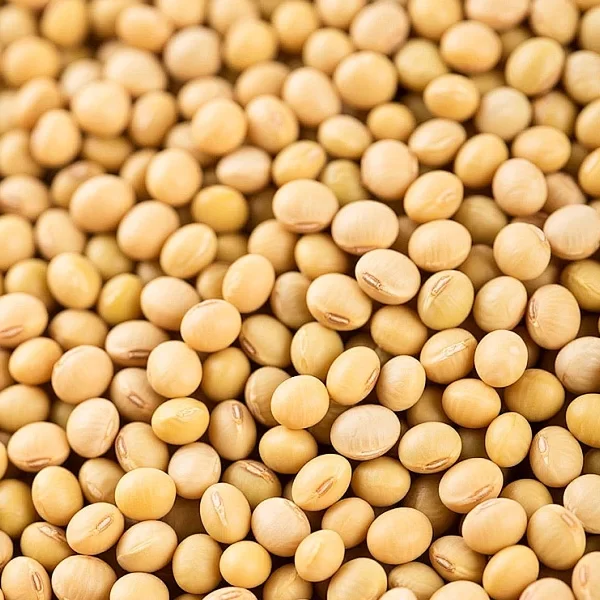 Bean Cleaning Processing Plant For Tanzanian Export – Source Manufacturer